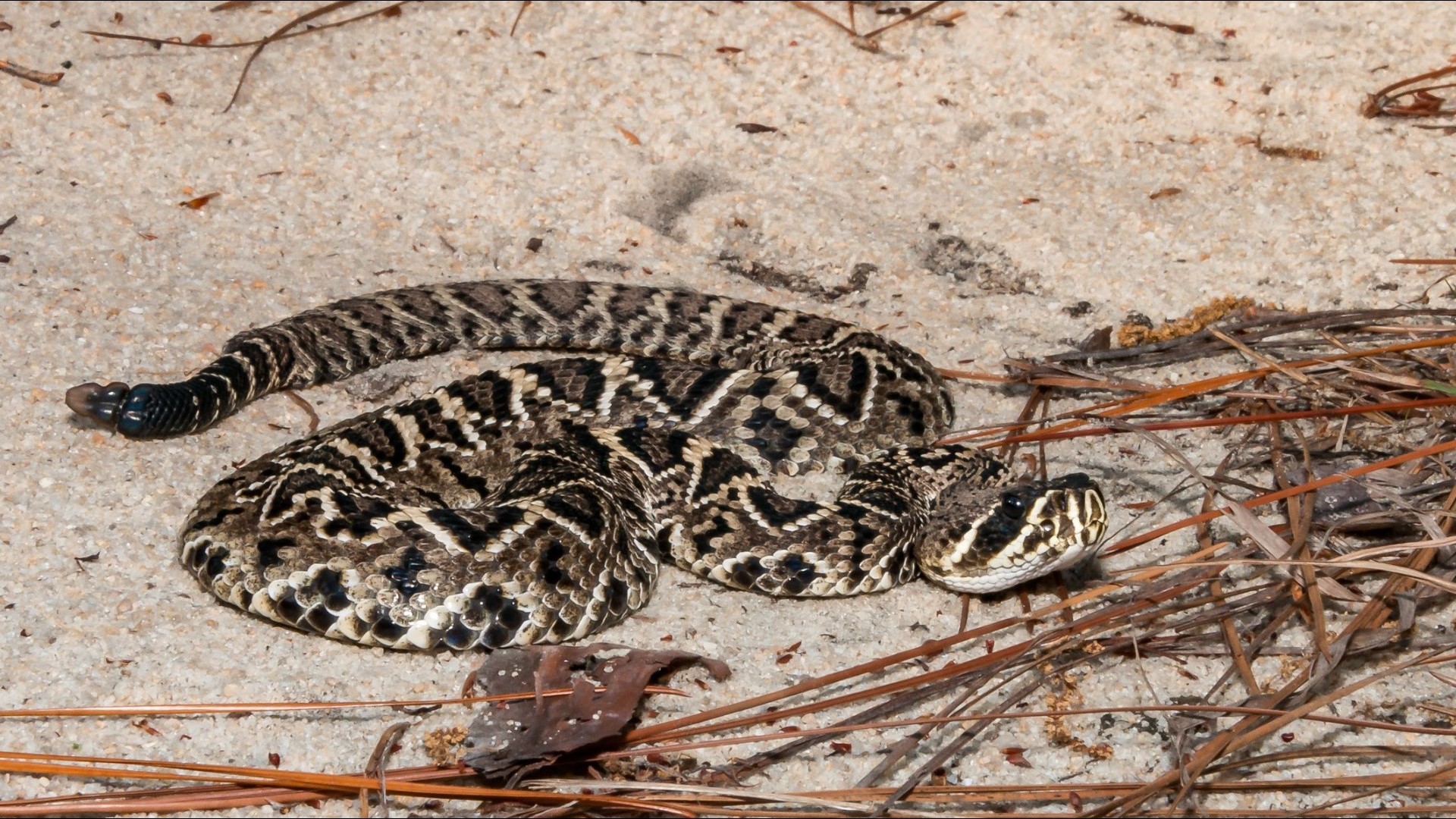 Your Guide To The Six Venomous Snakes In The Carolinas | Wltx.com