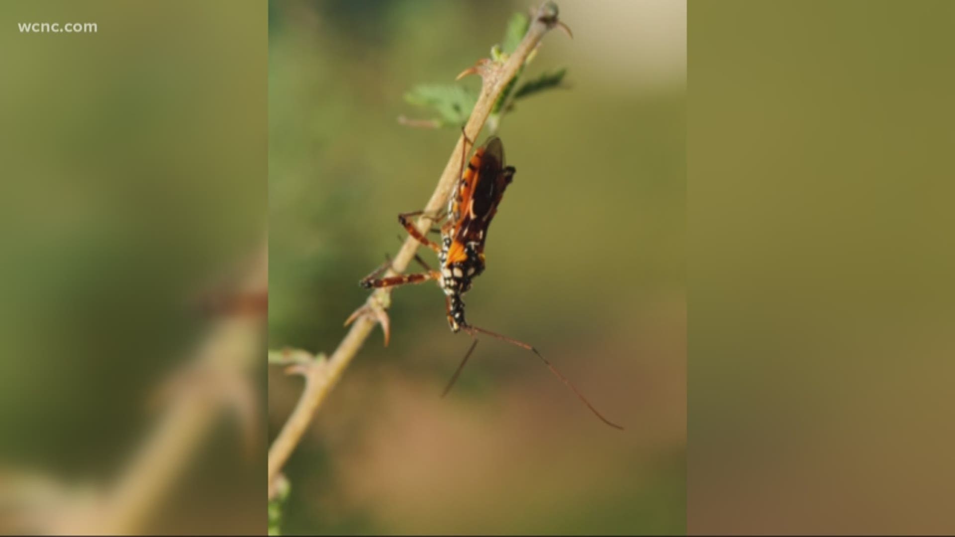 Kissing bugs spreading across the Carolinas
