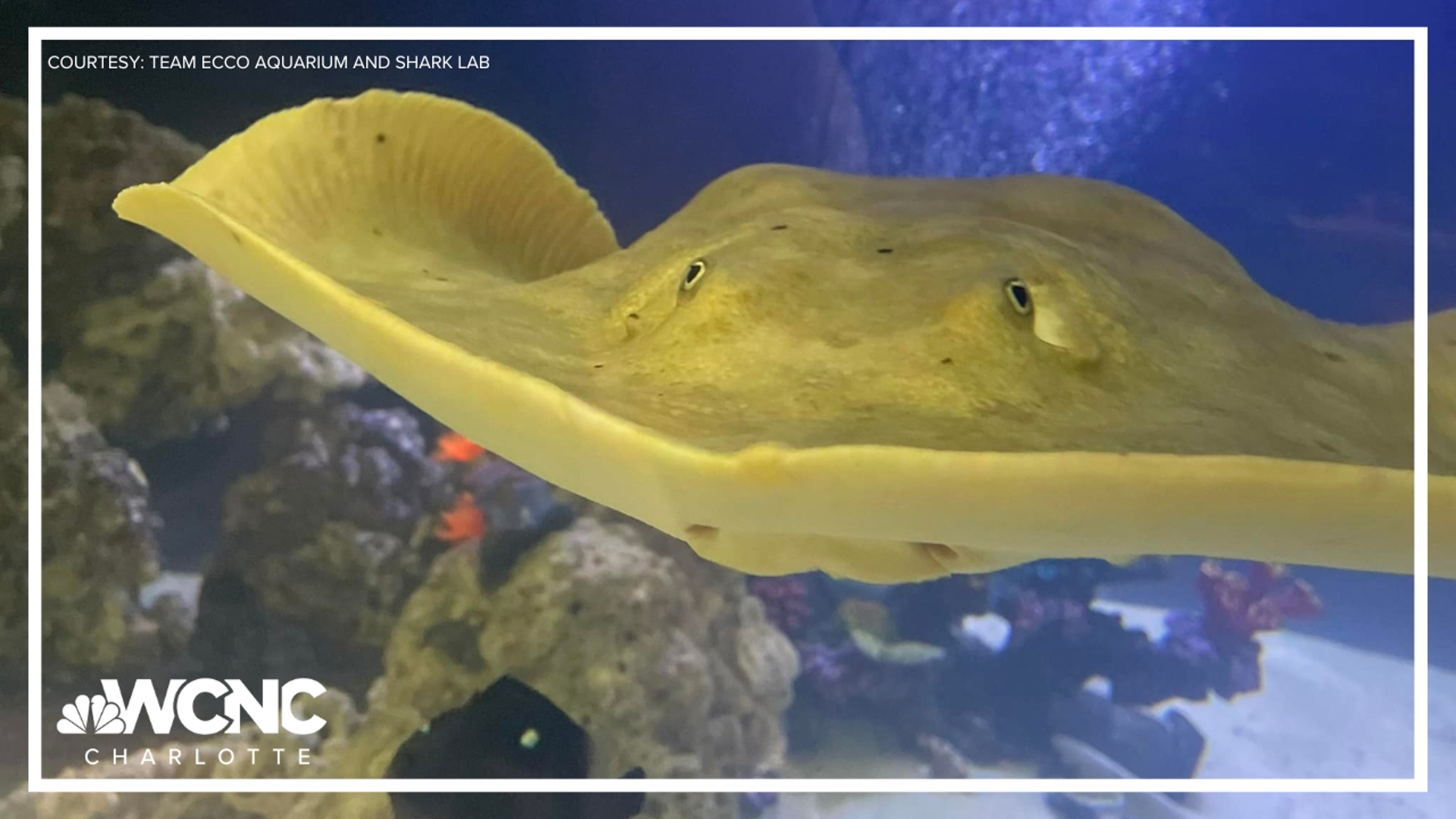 A strange twist in the story of a stingray that mysteriously got pregnant with no male stingrays in her tank.