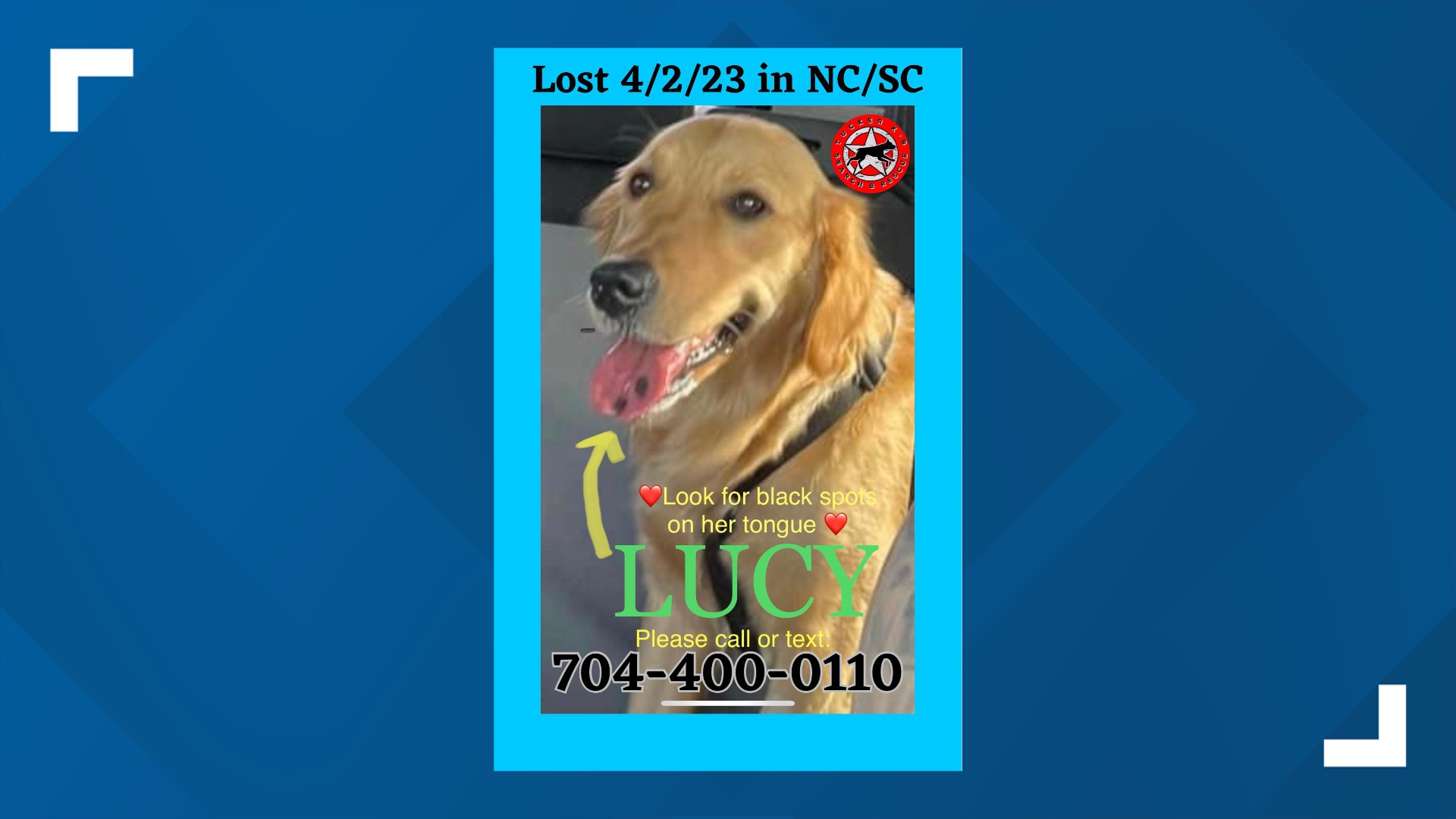 Reflecting on safe return of Lucy the dog one year later