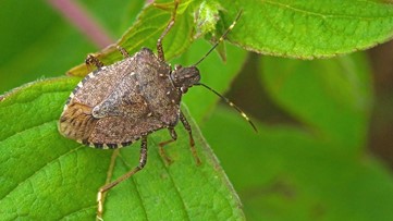 The stink bugs are coming! How to keep these pests out of your house