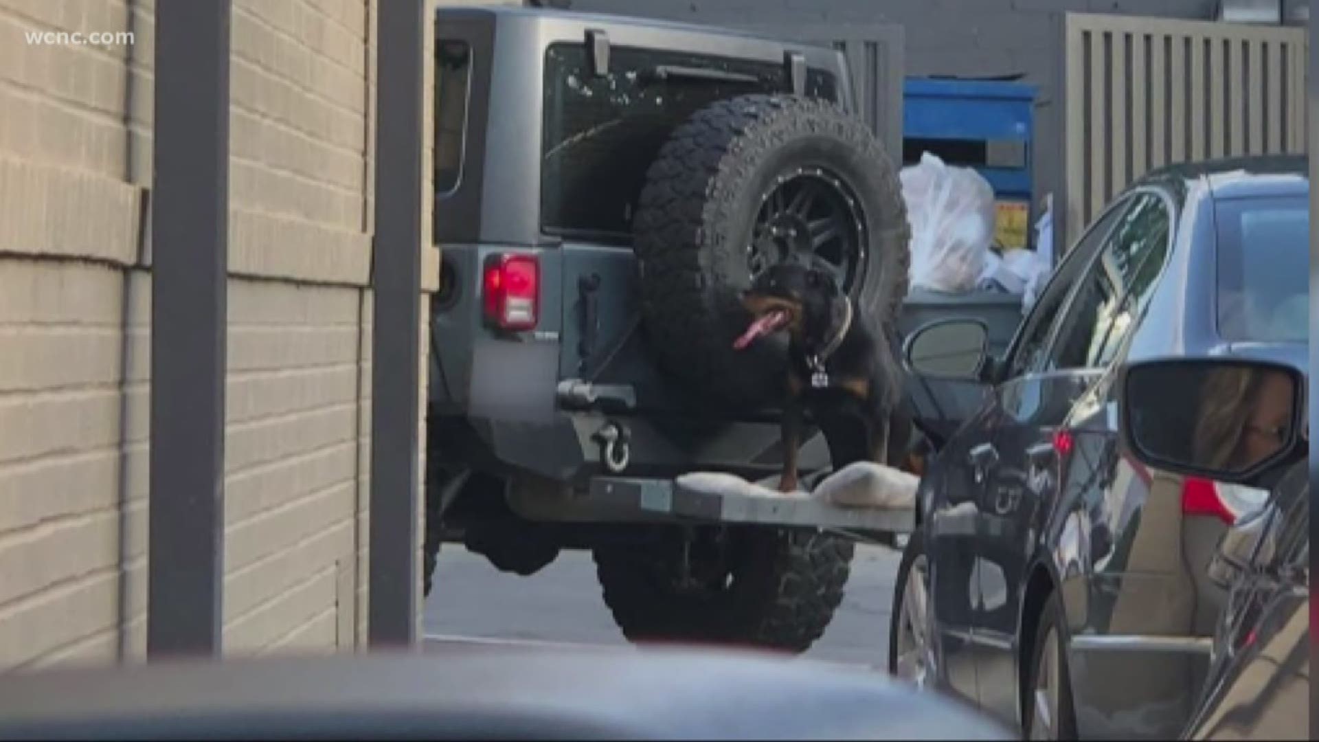 A picture on social media shared over the weekend showed the dog on the back of the Jeep's cargo holder.