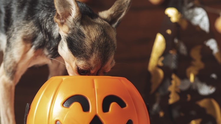Sugar-free Halloween treats are toxic for pets, experts say