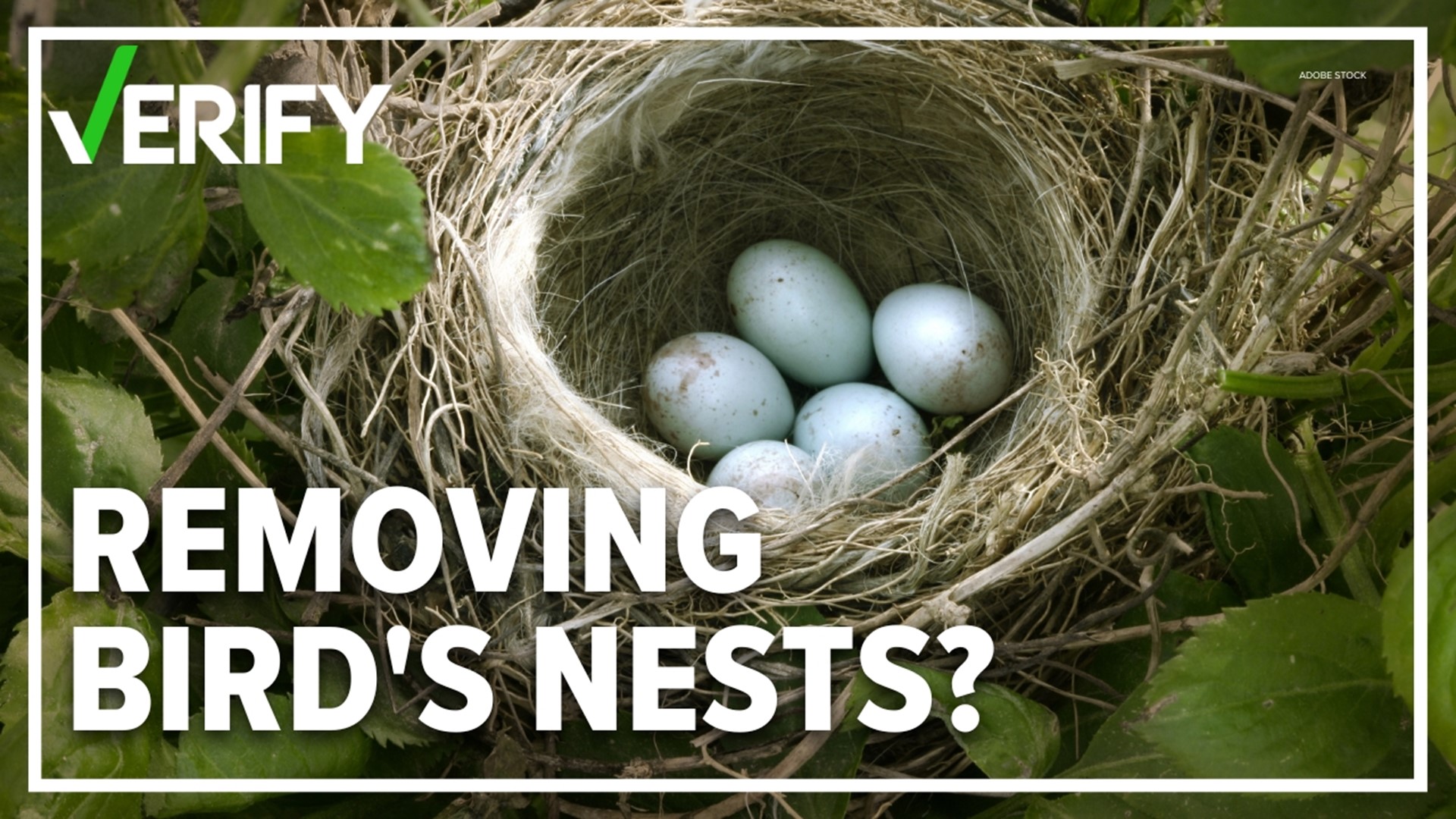 If an investigation does find someone illegally removed a bird's nest the fine would be no more than $250.