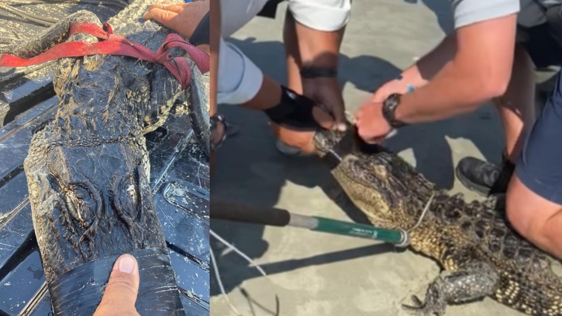Alligator rescue at North Myrtle Beach | wltx.com