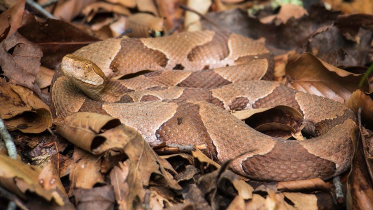 Where are the venomous snakes? An app created by a Clemson scientist can  tell you