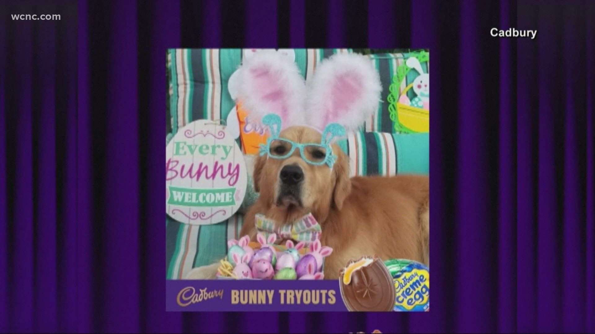 This marks three years of the contest to determine which fluffy friend will be the spokes-animal of the candy company.