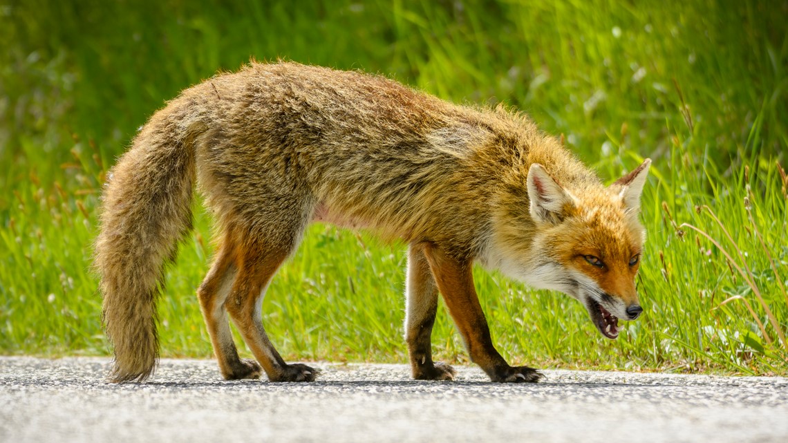 Bobcat Attacked Man In Columbia, May Be Rabid: Officials