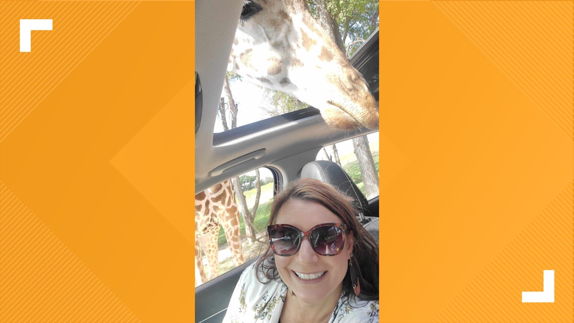 Giraffe falls on Granbury family's car windshield at Fossil Rim | wltx.com