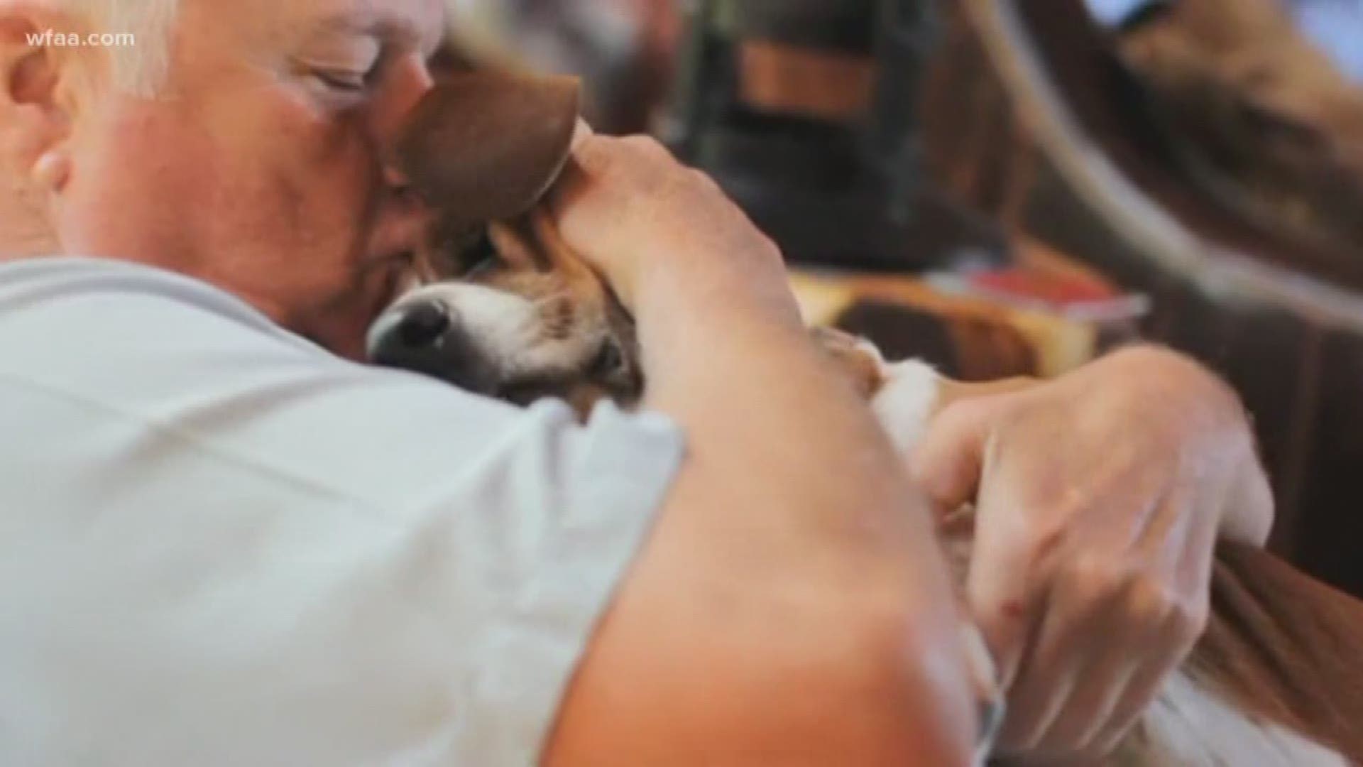 "I don't think you know the true meaning of the word 'love' until you've been owned by a dog. Miss Hailey owned me for more than ten years.