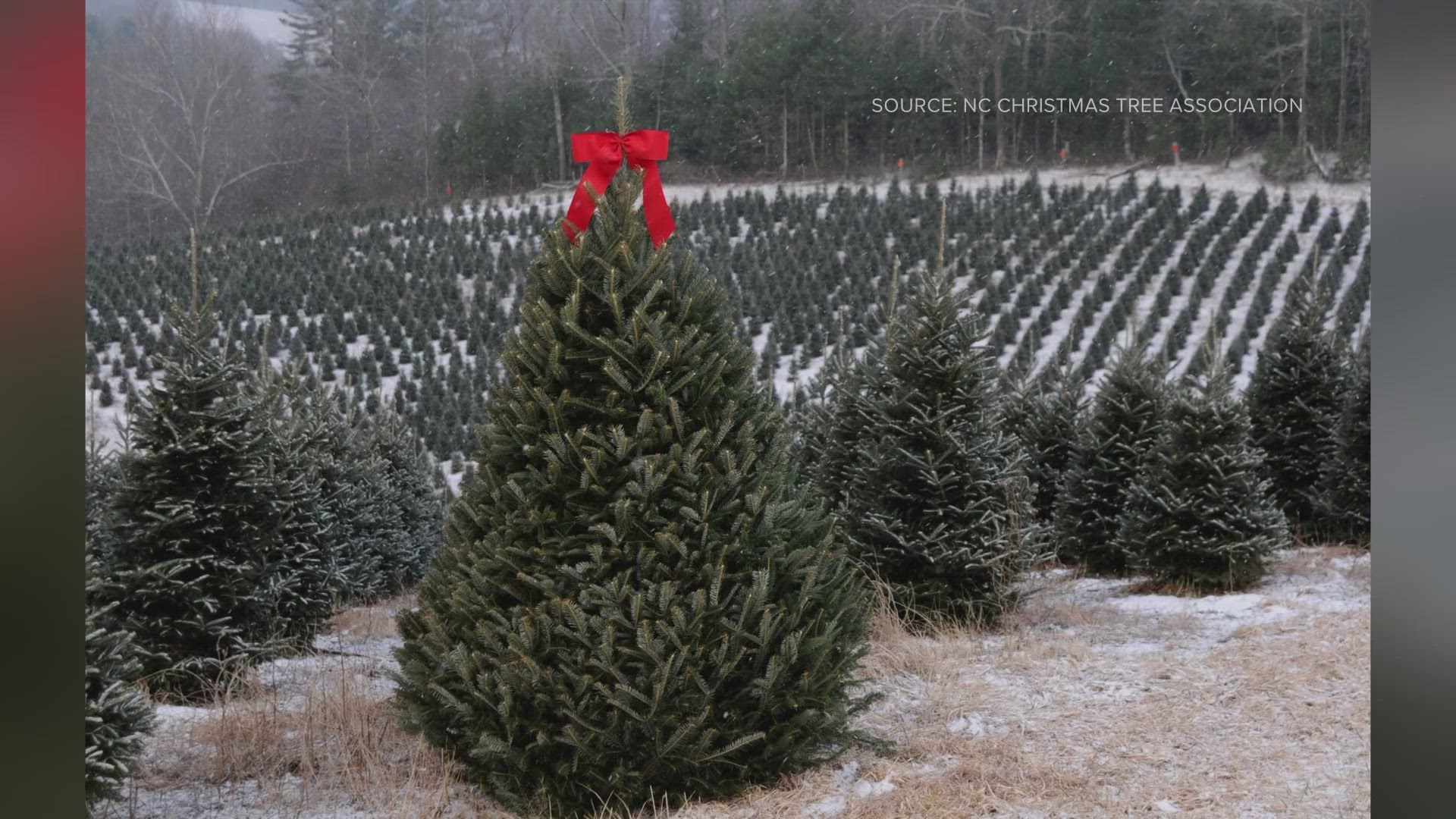 North Carolina is the second-largest Christmas tree-producing state in the country.