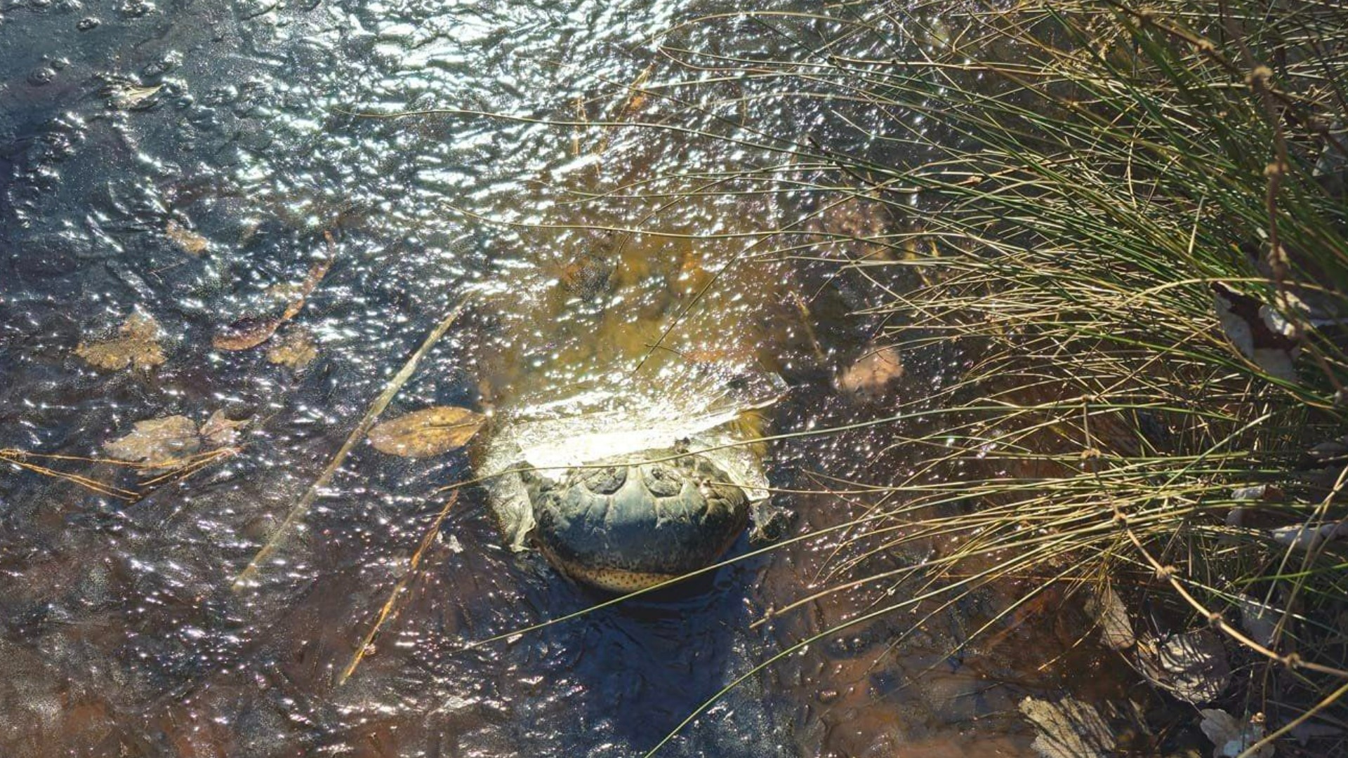 There was something unusual sticking out the water along the coast.