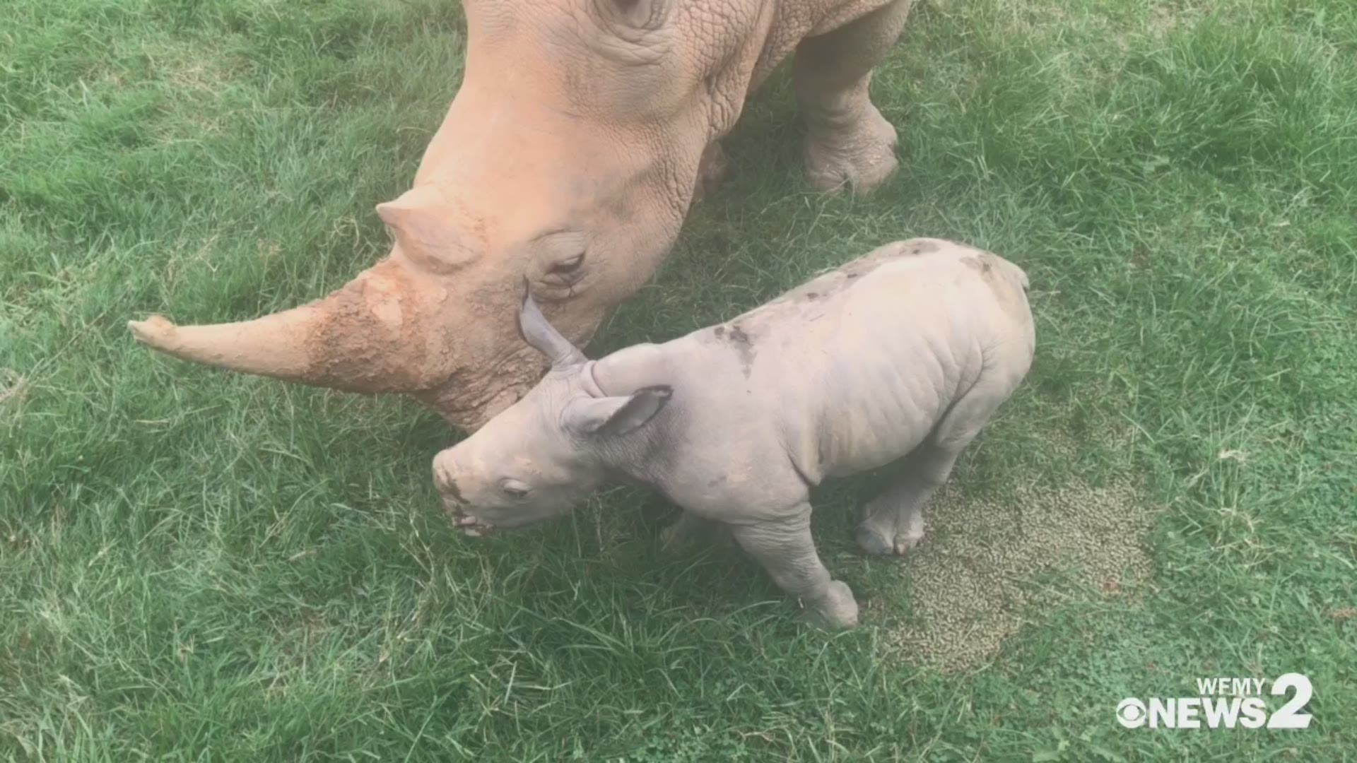 Meet the two newest members of the rhino herd at the Watani Grasslands of the North Carolina Zoo.
