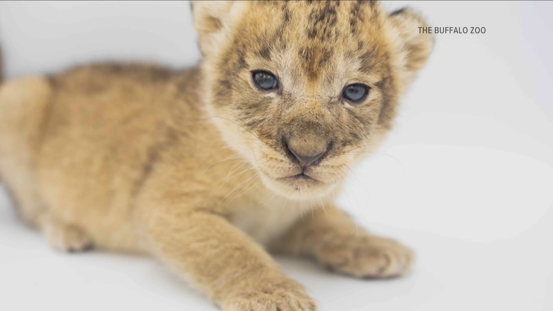 Buffalo Zoo drops photo shoot with lion cubs