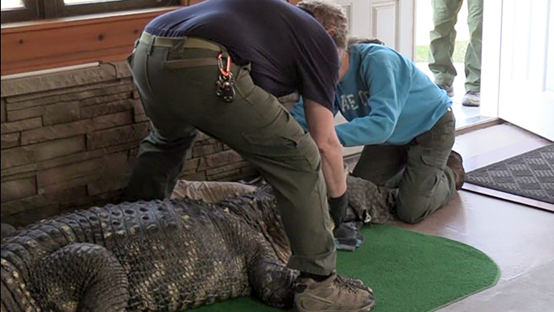 Albert the Alligator in Hamburg NY creates a buzz