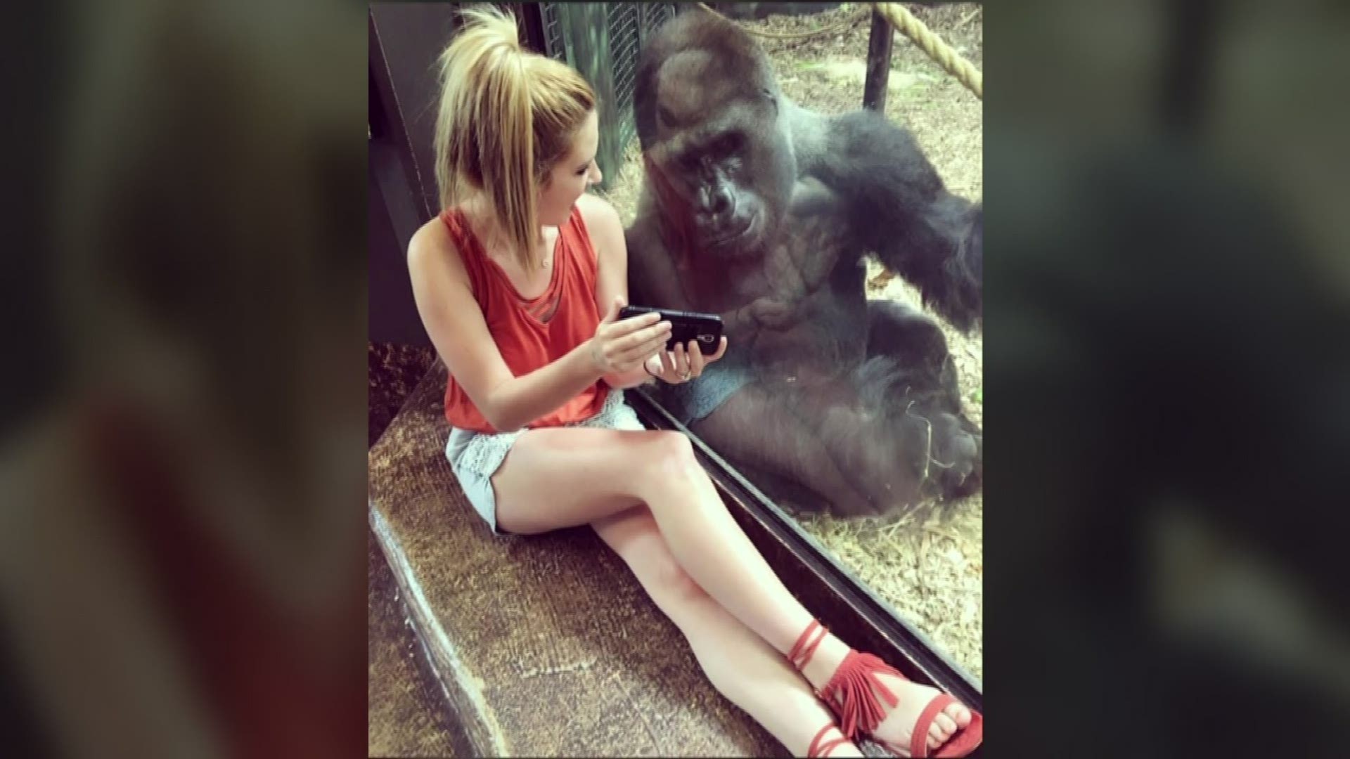 Techy gorilla brings awareness to species