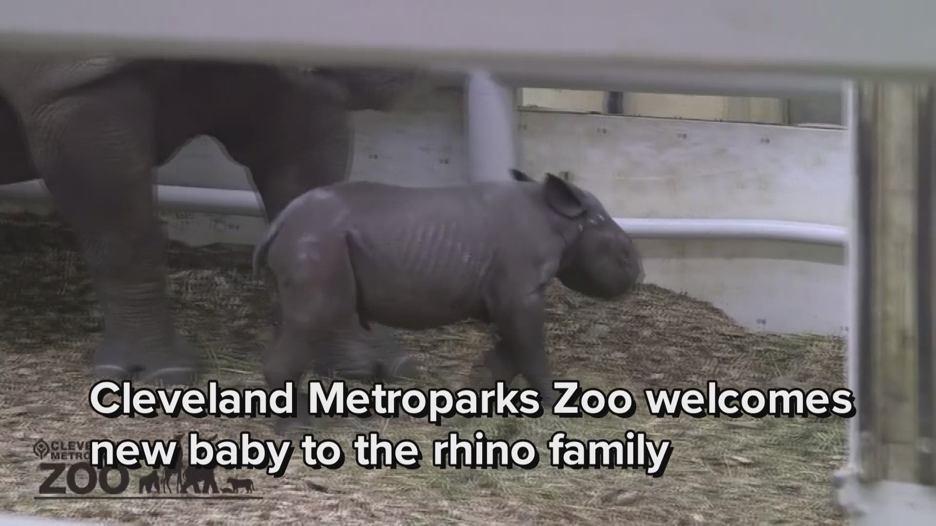 Cuteness overload! Baby rhino born at Cleveland Metroparks Zoo