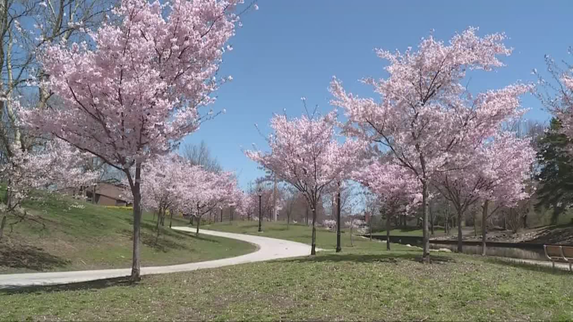 Find out where Northeast Ohio has Cherry Blossoms in full bloom