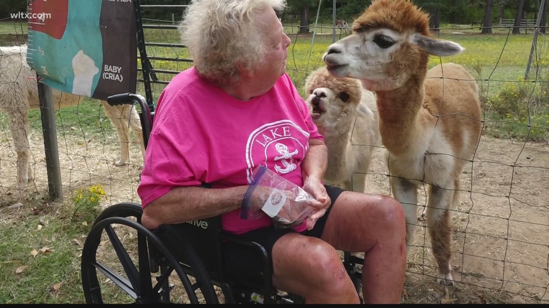 A local South Carolina farm teaches people about alpaca farming for Alpaca Farm Day.