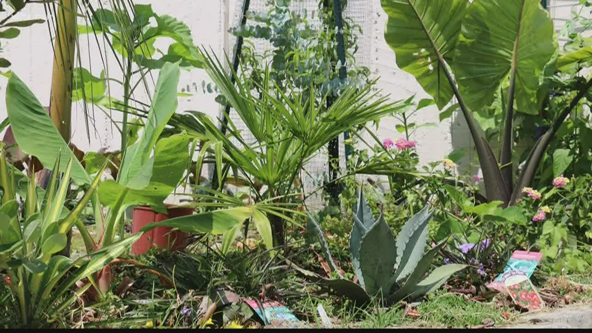 Meteorologist Alex Calamia shares plants that are beautiful and tasty to us, and totally unattractive to deer. Here’s an update on this experimental garden.