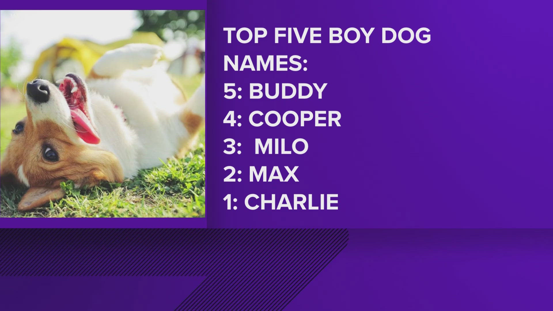 Boy dogs, top five are Buddy, Cooper, Milo, Max and Charlie is the number one.  Girl dogs, Lily, Lucy, Daisey, Bella and number one Luna!