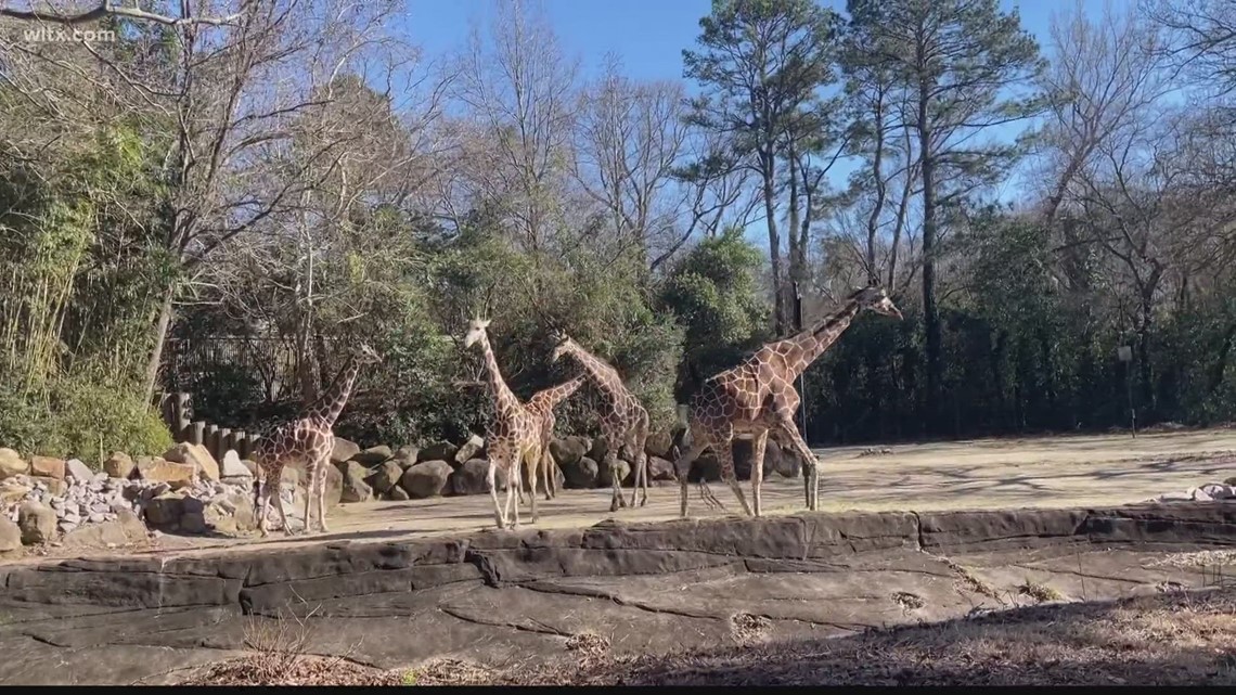 Richland County Council passes Land Code and talks zoo money - Vimarsana News