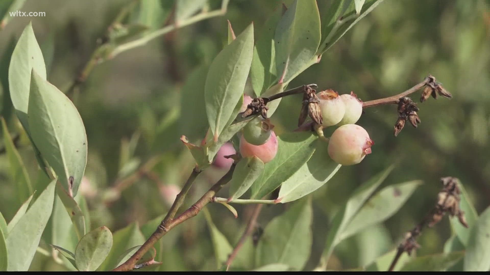 News 19's Peyton Lewis visited a blueberry farm in Swansea to see how they will fare in the upcoming season.