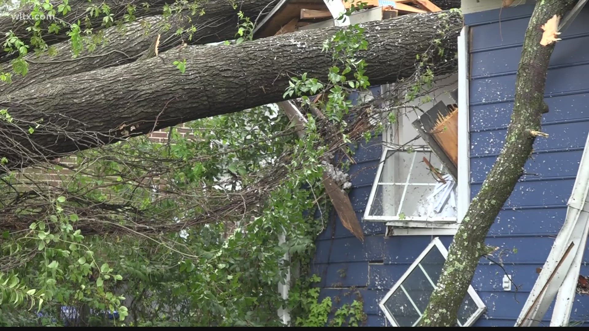 A tree fell into a Columbia family of four's home after severe storms brought high winds to the area.