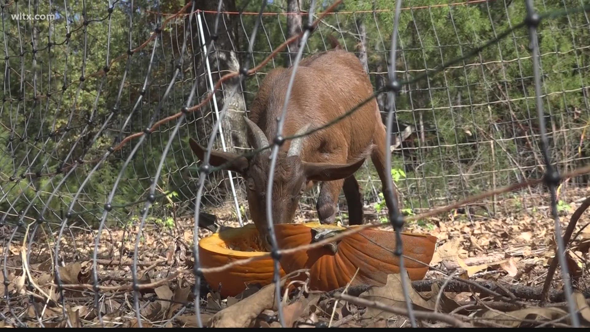 Local farmers will take all the pumpkins at the patch at Northeast United Methodist Church this week.