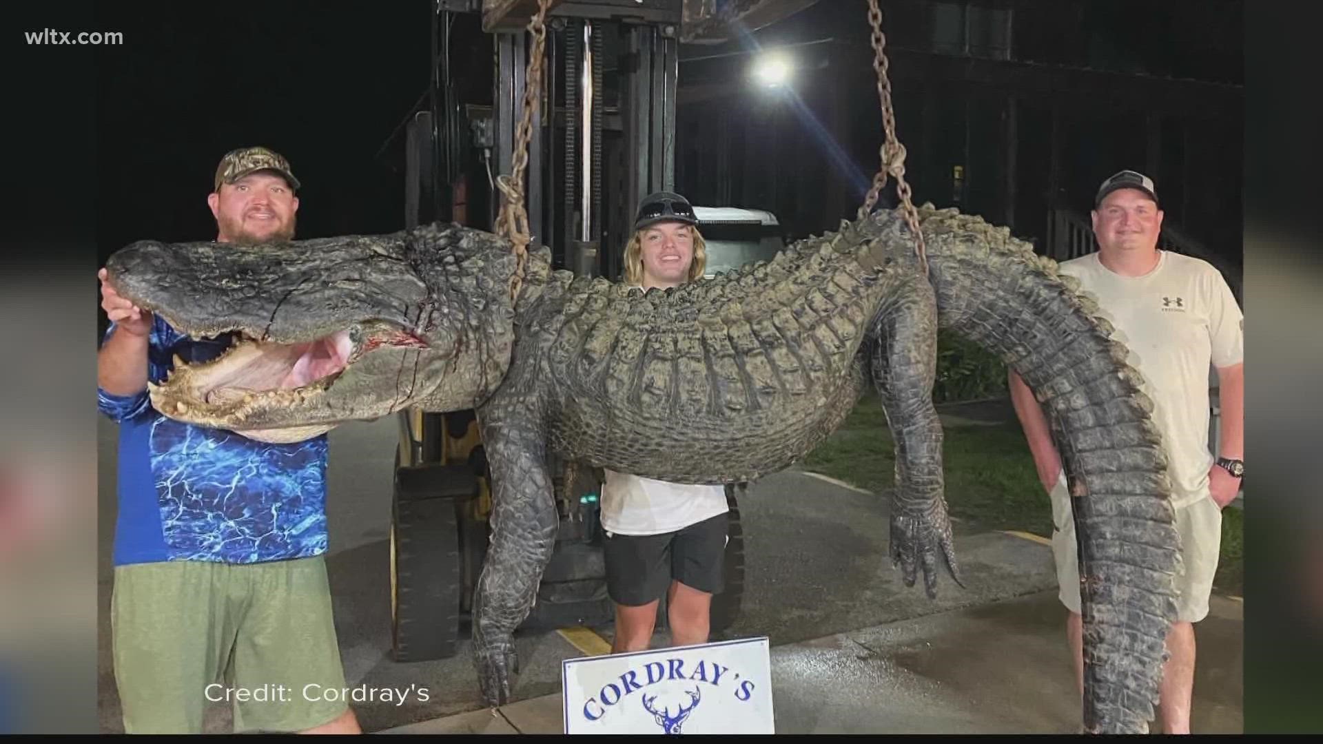 A 625 pound alligator was among several large gators caught over the weekend to kick off the start of alligator hunting season.