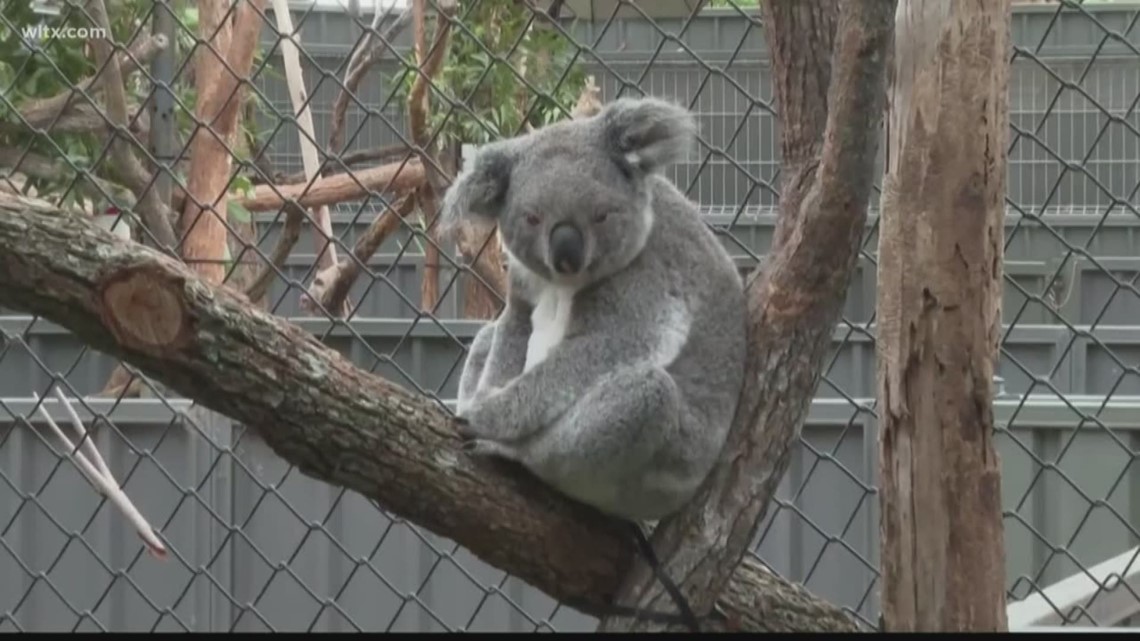 How You Can Help Koalas In Australia Wildfires Wltx Com