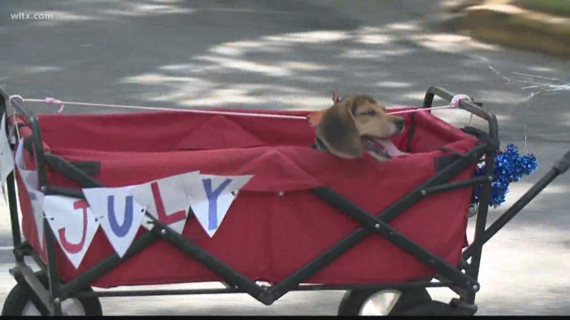 The Hollywood Rose Hill Community held their annual 4th of July parade. 