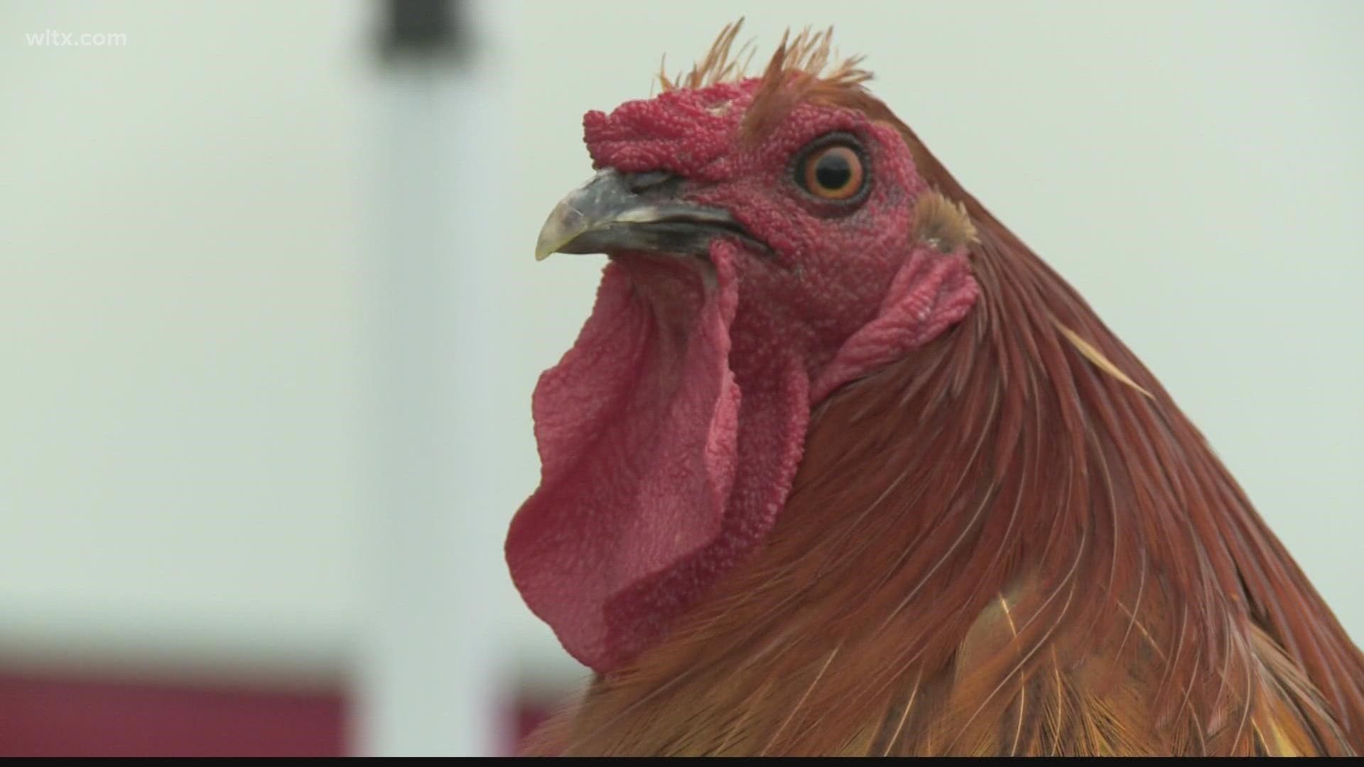 The University of South Carolina announced Thursday that the team's live rooster mascot will retain his name.