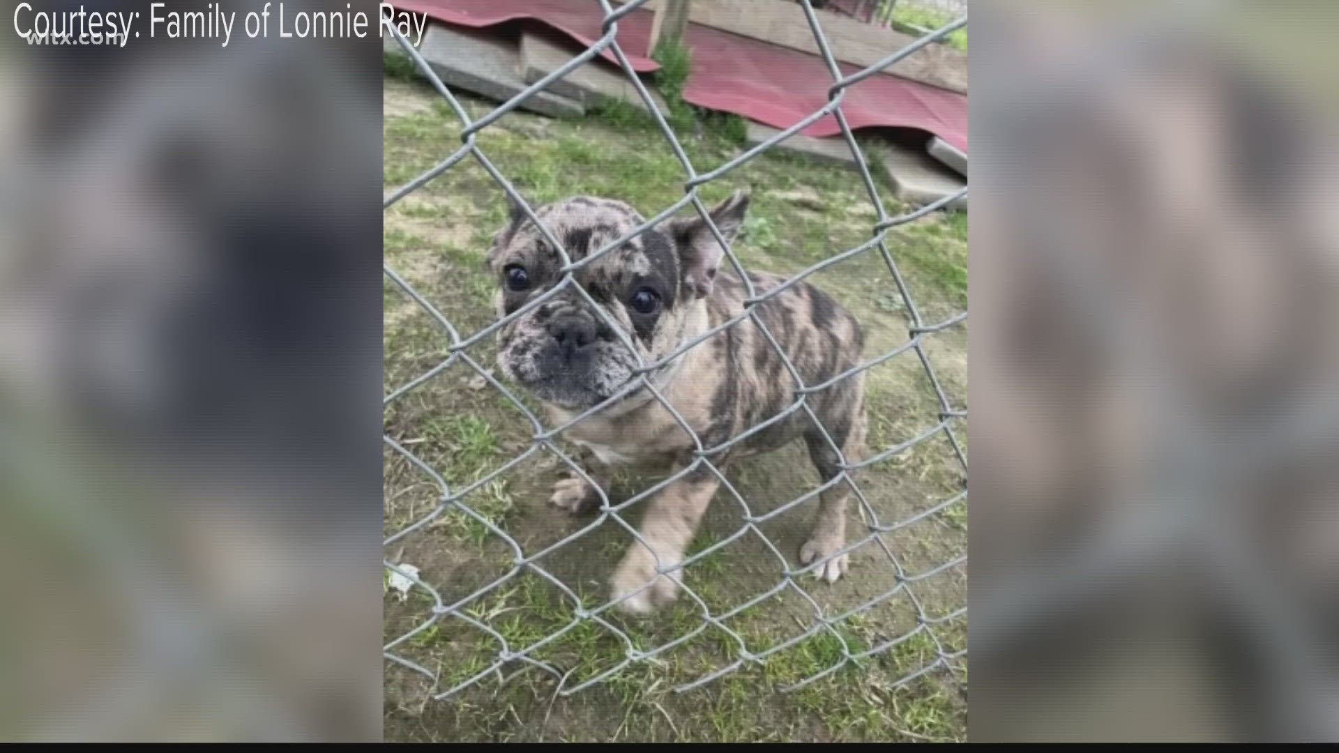 Two men have been arrested for the murder of an elderly man who was selling French bulldogs.  The dog has yet to be found.