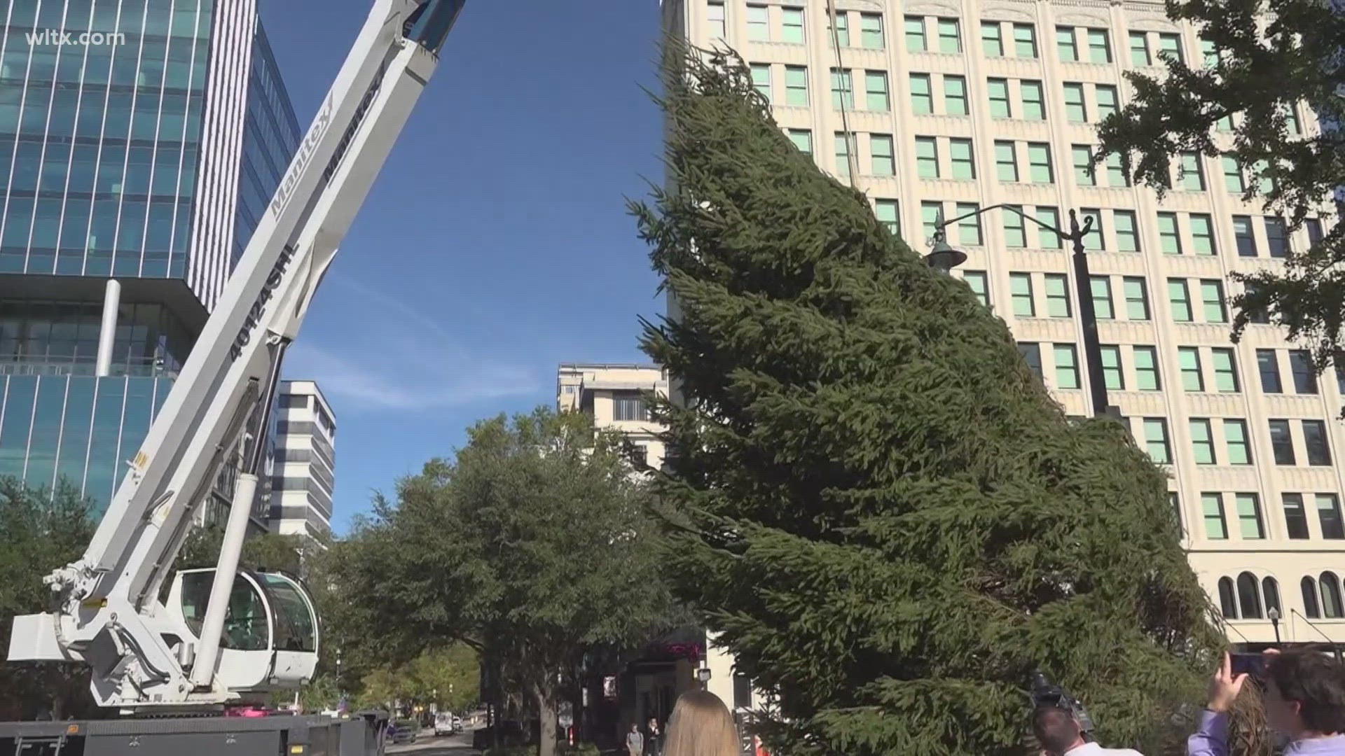 This year’s tree is a 35-foot-tall Norway Spruce, and comes to us from Henderson Tree Farms in Morganton, N.C. This is the third year the tree has come that farm.