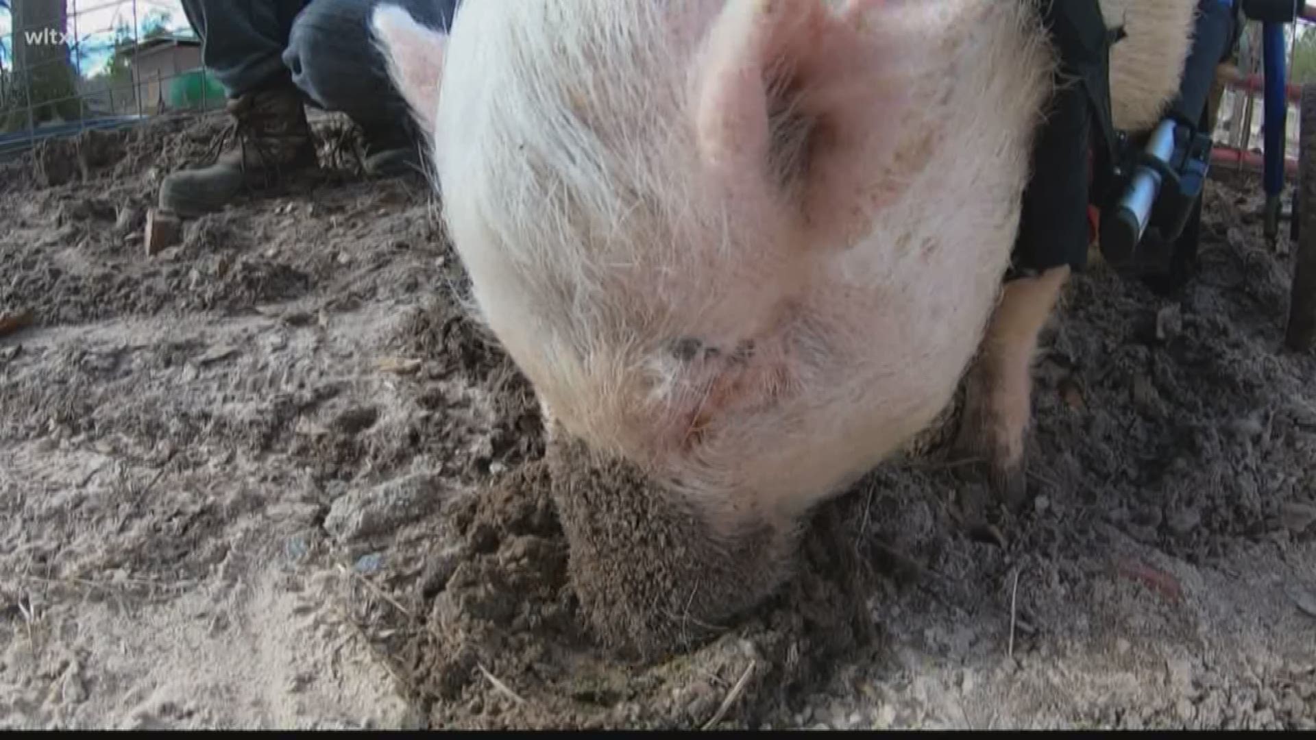 An animal sanctuary in Leesville needs help socializing their pigs, and you can make a difference by stopping by to cuddle with them.