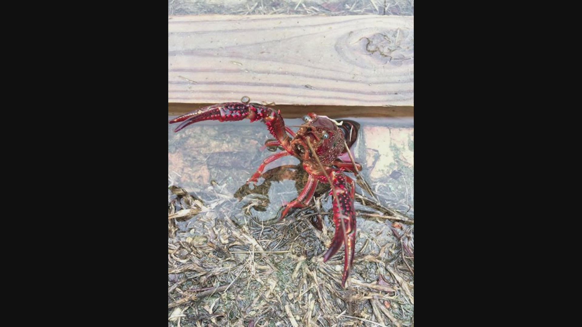 Photos and video from Peggy and Anderson Breeland show crawfish walking around a yard in Lake Murray.