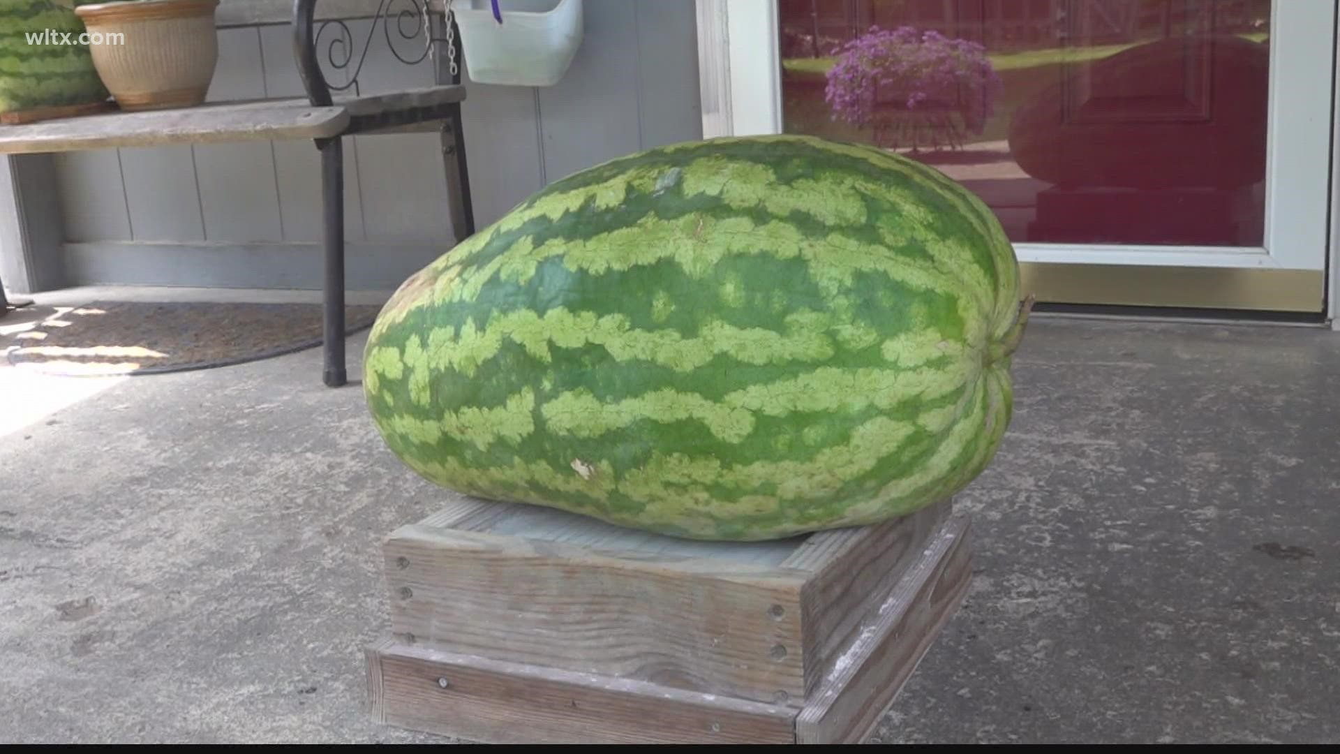Sumter woman grows 80 lbs watermelon in her yard and calls it her 'big baby'.