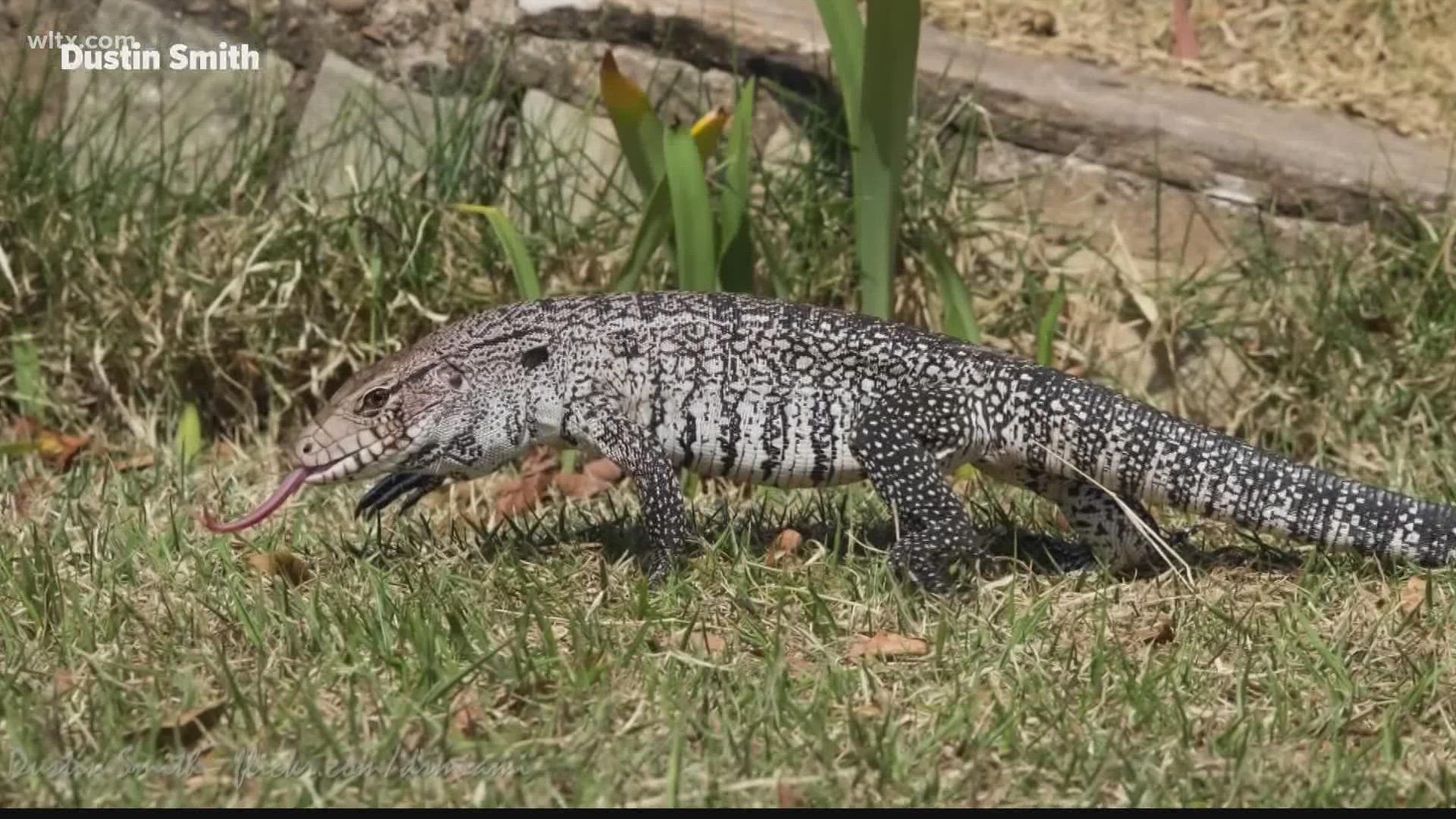 If you have a Tegu lizard or one or one of their hybrids, you must register it and microchip your lizard with the SC Dept. Natural Resources by September 25th.