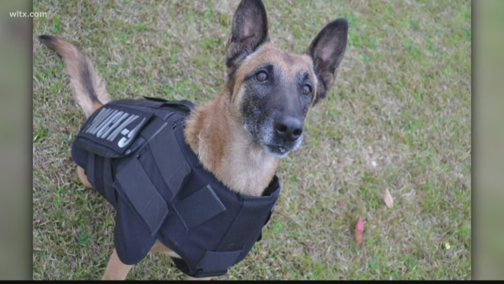 Retired K-9 Laika passed away on Tuesday, she was an explosive detection dog for 9 years.