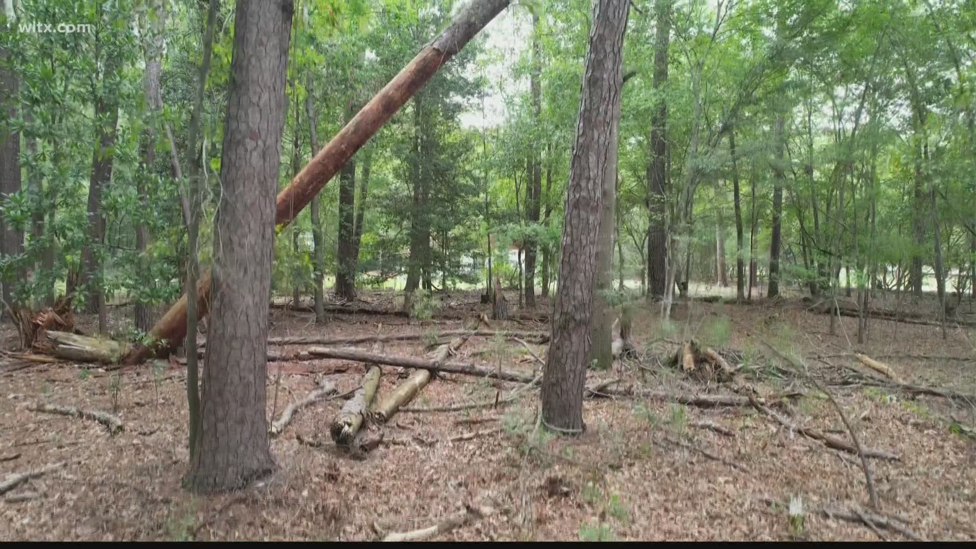 Weekend storms knocked down more than a few trees