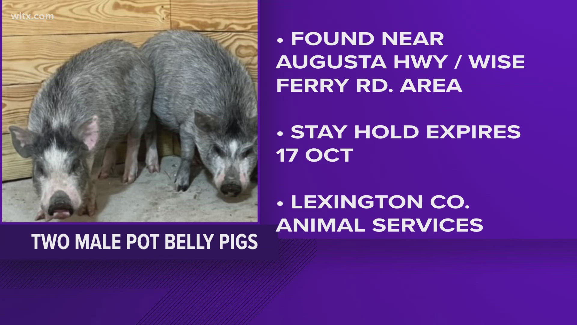 Two pot belly pigs found in Lexington county.  They are male pigs and were found near the Wise Ferry road area.