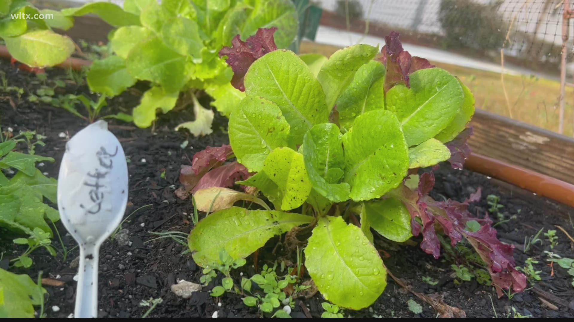 Winter plants are thriving in Gandy's Garden outside WLTX. Meteorologist Alex Calamia shares a few low maintenance winter vegetables for South Carolina gardeners.
