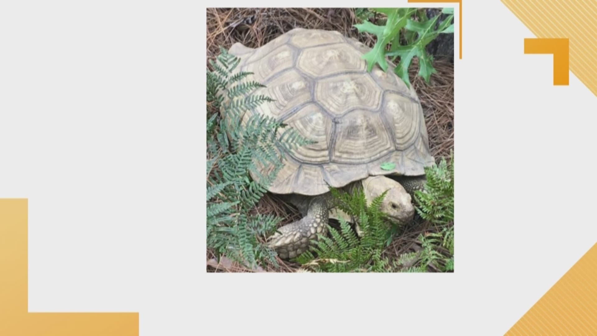 A pet tortoise has been returned home safely.