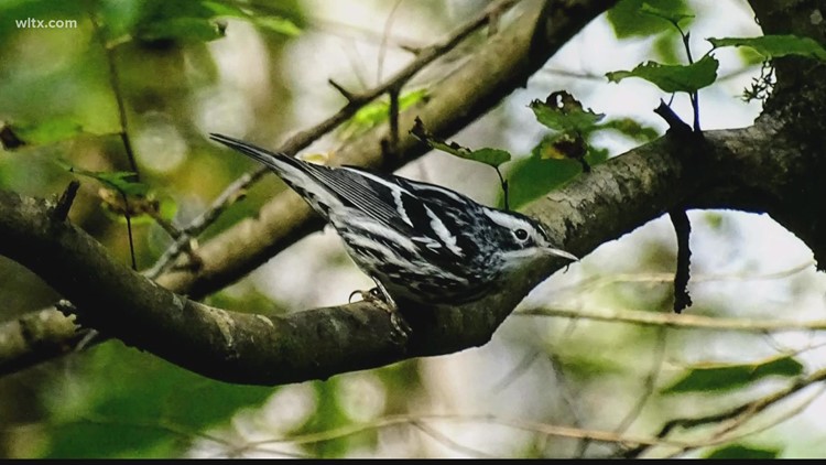 Fall bird migration season has begun across South Carolina