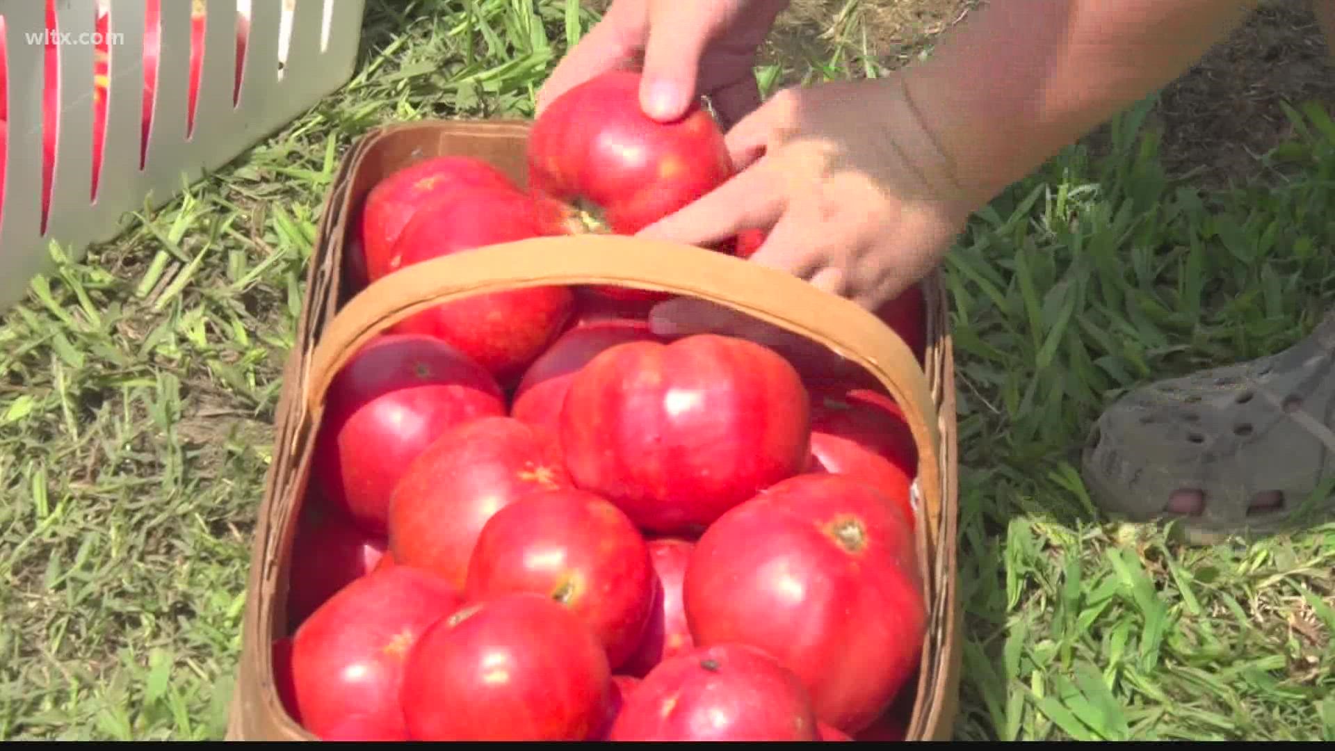 Look for the Newberry County 4-H Club showing off fresh-grown produce at the Grow Newberry Farmers Market Saturday.