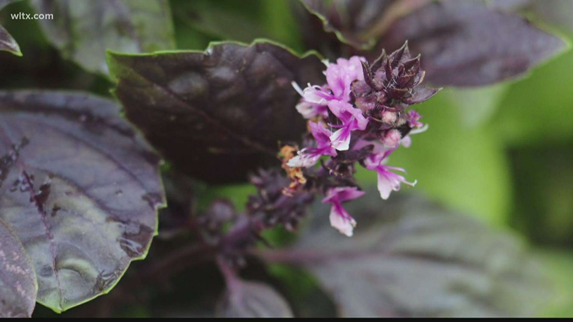 Basil will live longer if the flowers are pruned off before they develop. Meteorologist Alex Calamia explains how to prune basil to keep the plants healthy.