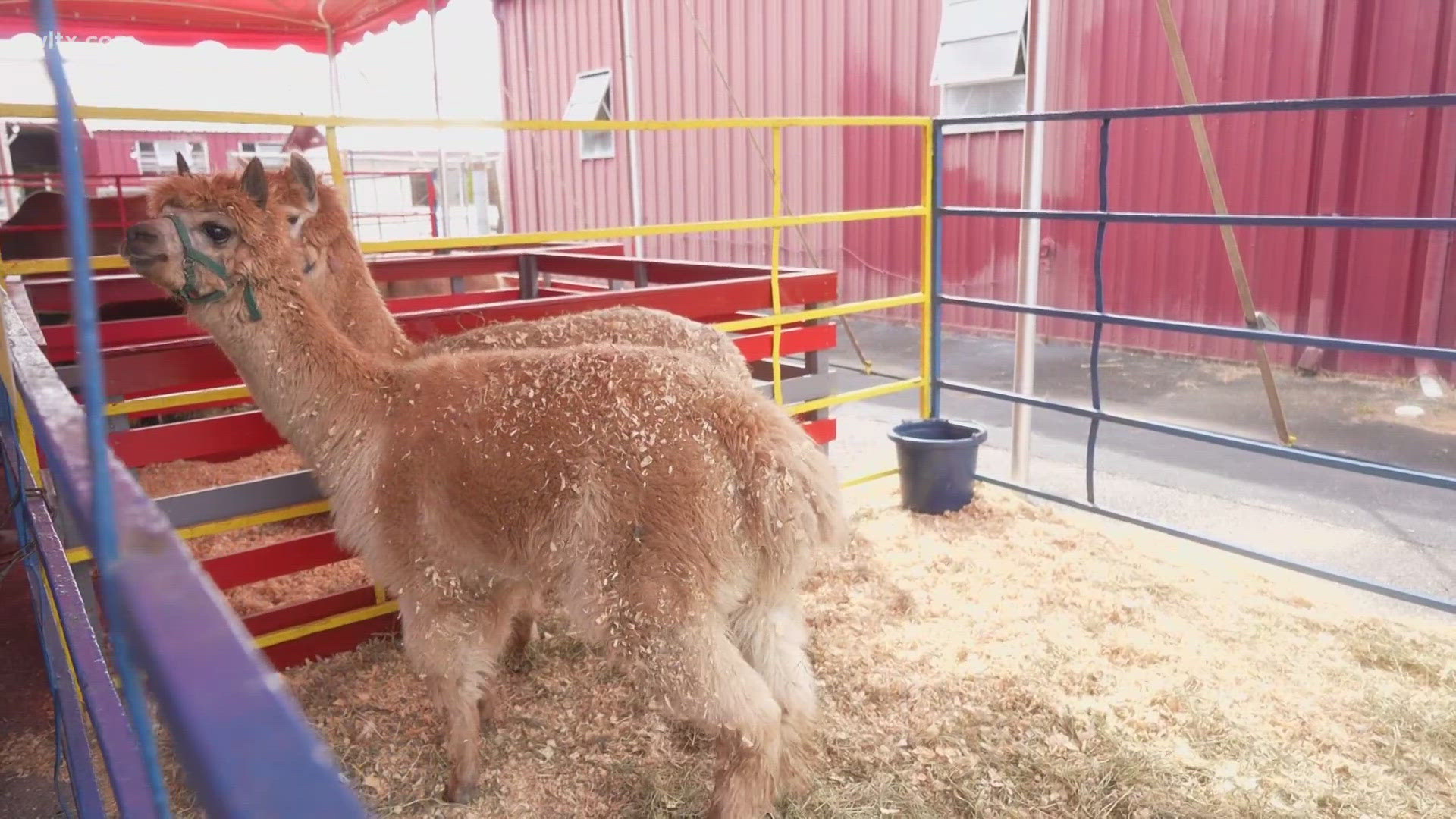 Manager Jerry Deziel of Commerford and Sons Petting Zoo has been with the petting zoo since he was 12 and is excited to return to the S.C. State Fair