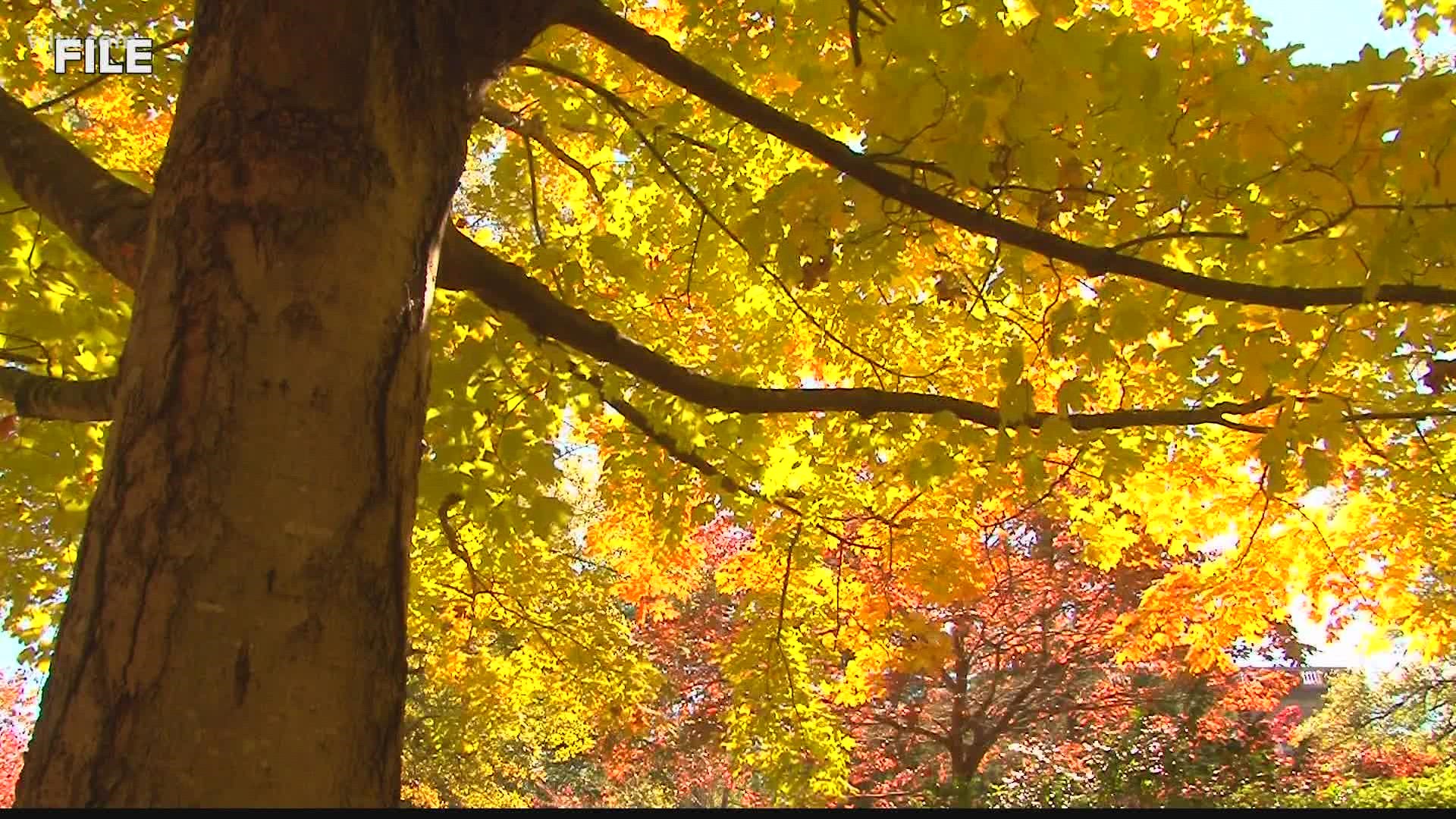 There's a change in the weather -- and it's about time for leaves to change color.
