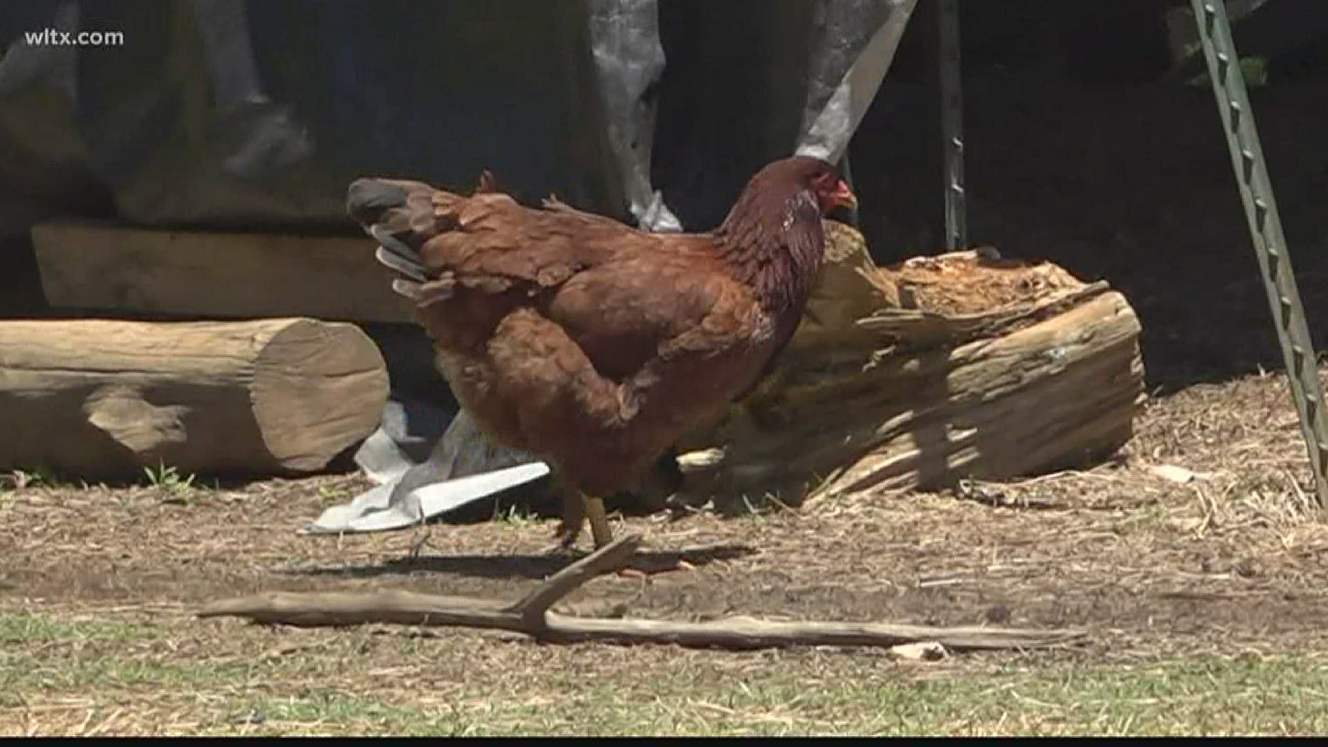 Doko Farm in Blythewood explains what they're doing to help with the supply.